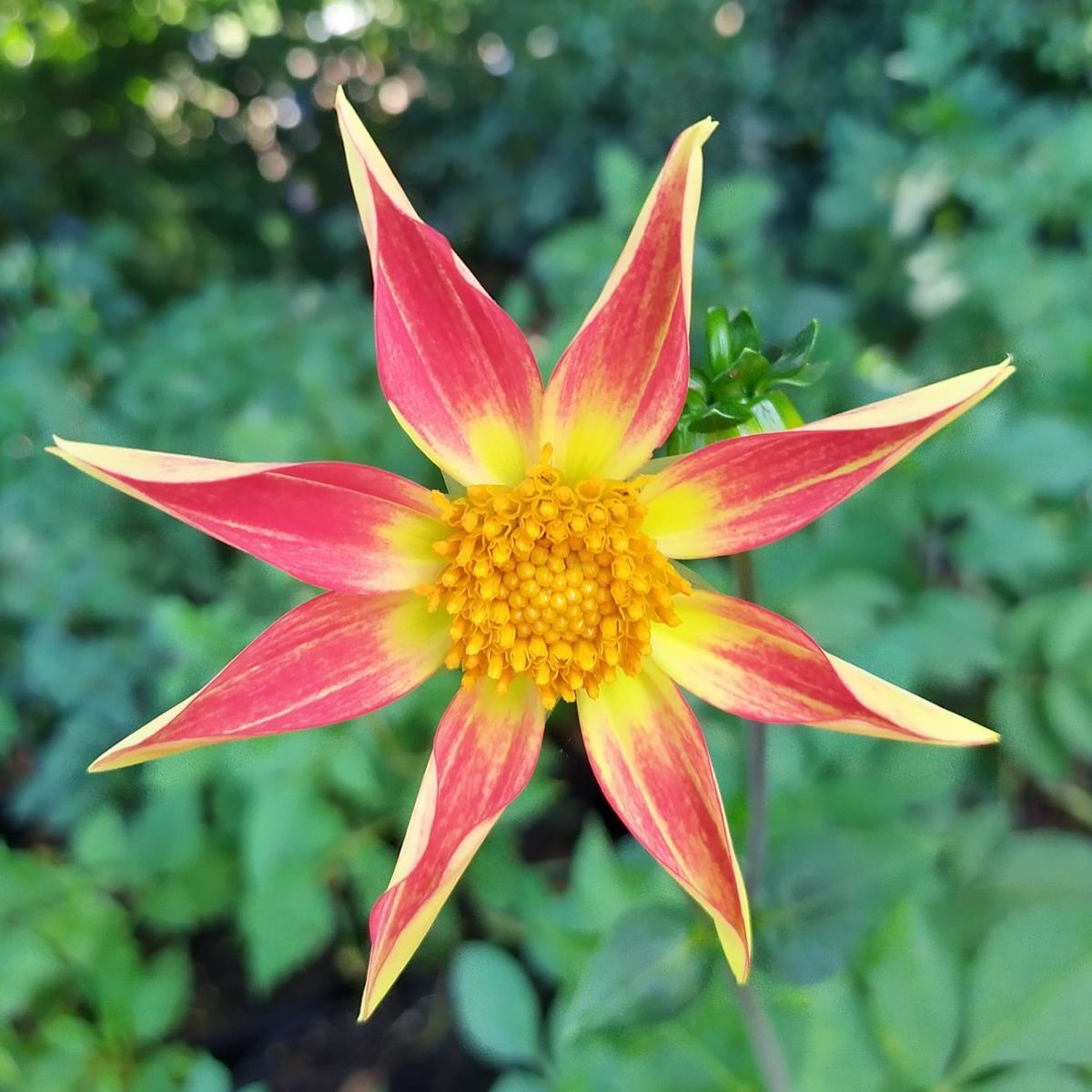 Dahlia- Golden Sunset (Tuber)
